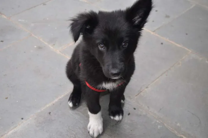 Cachorro ra a Border Collie mix Pastor Alemão idade 2 a 6 meses nome Chope