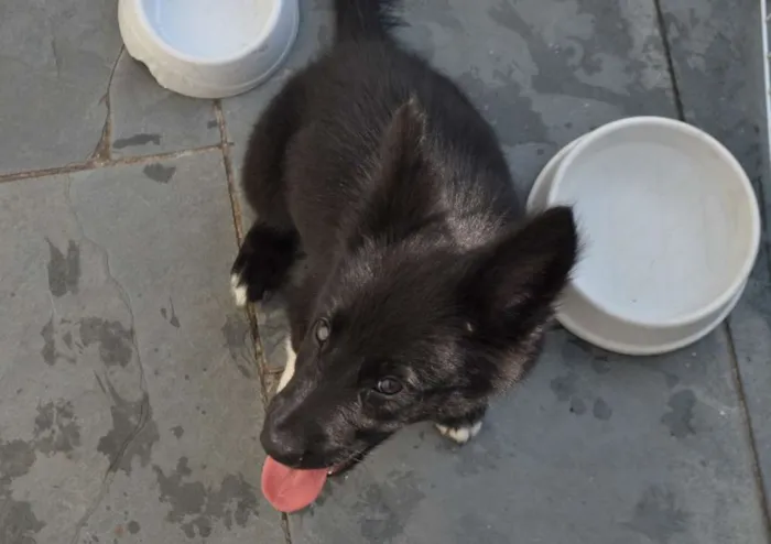 Cachorro ra a Border Collie mix Pastor Alemão idade 2 a 6 meses nome Chope
