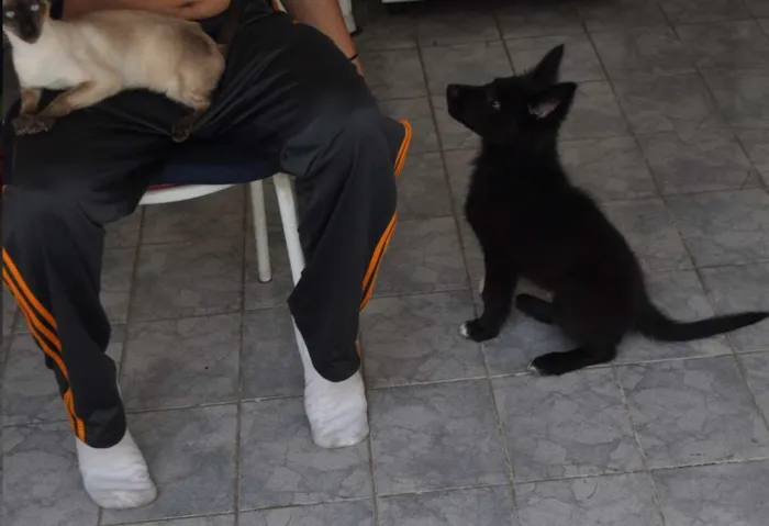 Cachorro ra a Border Collie mix Pastor Alemão idade 2 a 6 meses nome Chope