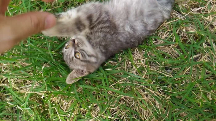 Gato raça sem raça idade Abaixo de 2 meses nome Sem nome