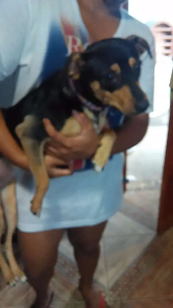 Cachorro ra a Vira lata idade 1 ano nome Granola