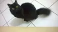 Gatinha