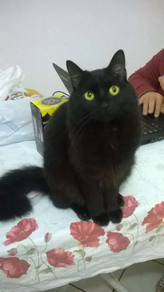 Gato ra a SRD idade 1 ano nome Gatinha