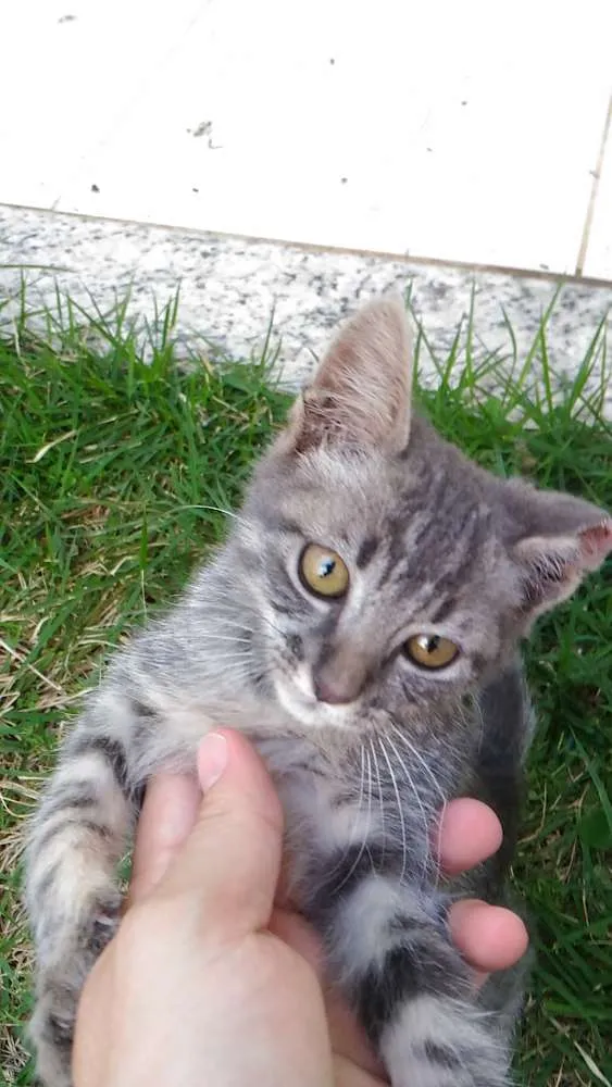 Gato raça sem raça idade Abaixo de 2 meses nome Sem nome