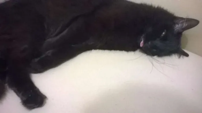 Gato ra a SRD idade 1 ano nome Merlinda