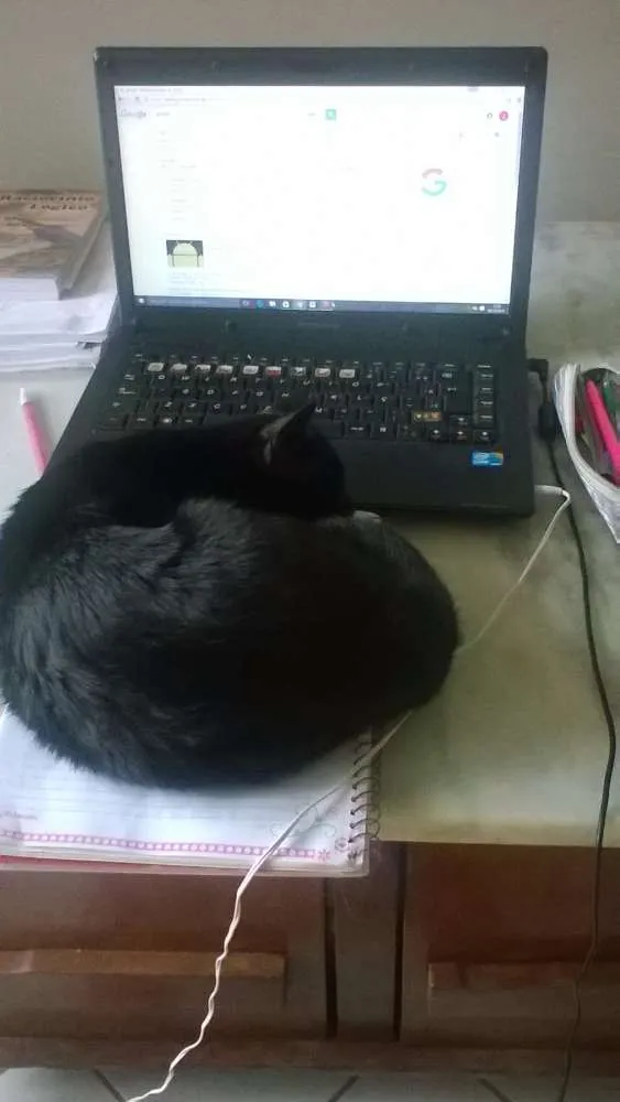 Gato ra a SRD idade 1 ano nome Merlinda