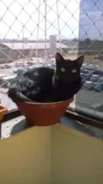 Merlinda