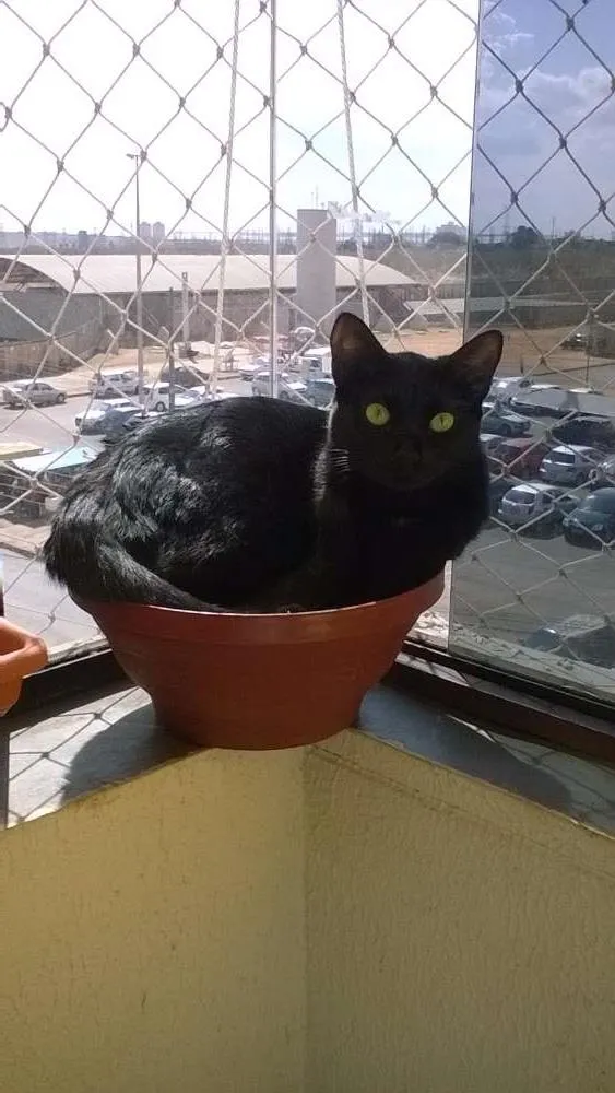Gato ra a SRD idade 1 ano nome Merlinda