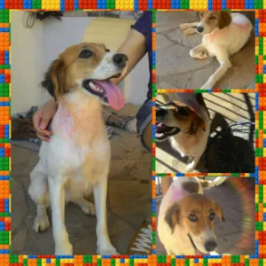 Cachorro raça  idade 2 anos nome M
