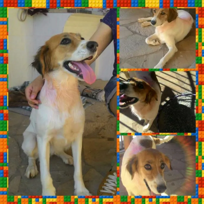 Cachorro ra a  idade 2 anos nome M