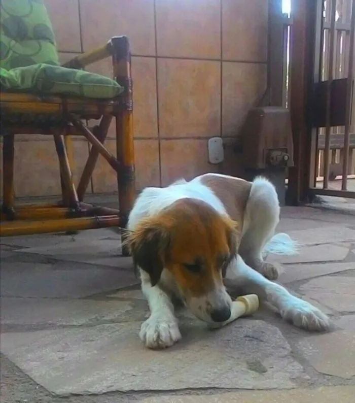 Cachorro ra a  idade 2 anos nome M
