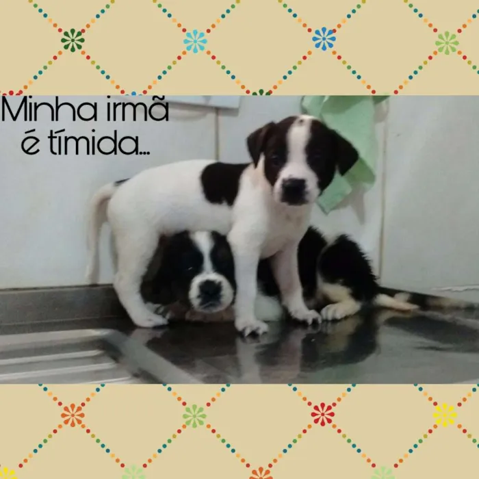 Cachorro ra a srd idade 2 a 6 meses nome princesa