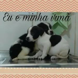 Cachorro raça srd idade 2 a 6 meses nome princesa