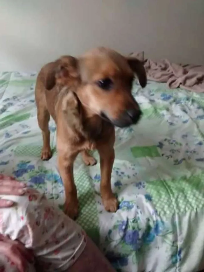 Cachorro ra a SRD idade 2 a 6 meses nome July