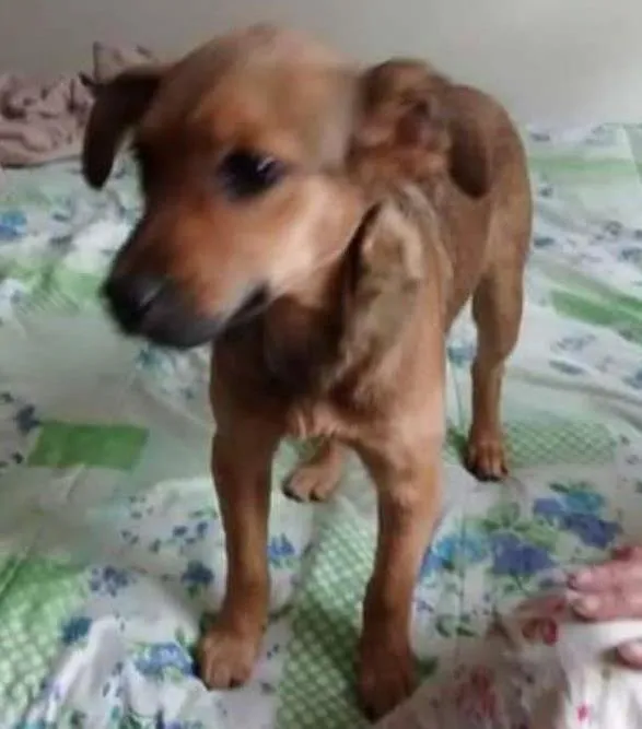 Cachorro ra a SRD idade 2 a 6 meses nome July