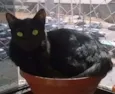Merlinda