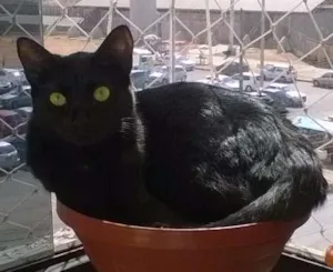 Gato raça SRD idade 1 ano nome Merlinda