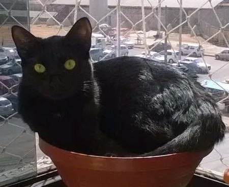 Gato ra a SRD idade 1 ano nome Merlinda