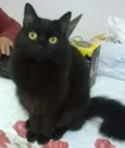 Gatinha