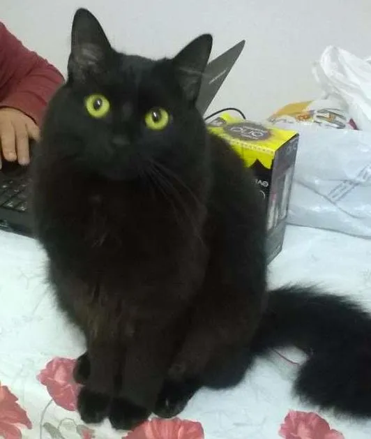 Gato ra a SRD idade 1 ano nome Gatinha