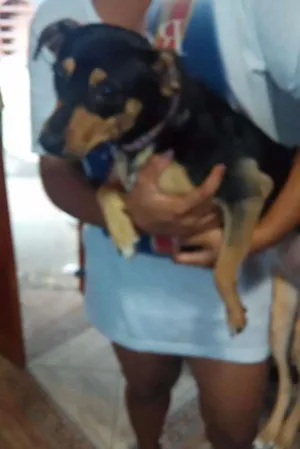 Cachorro raça Vira lata idade 1 ano nome Granola