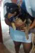 Cachorro raça Vira lata idade 1 ano nome Granola