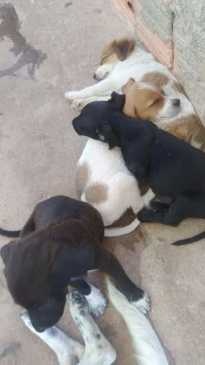 Cachorro raça Viralata idade 2 a 6 meses nome Não tem