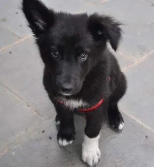 Cachorro raça Border Collie mix Pastor Alemão idade 2 a 6 meses nome Chope