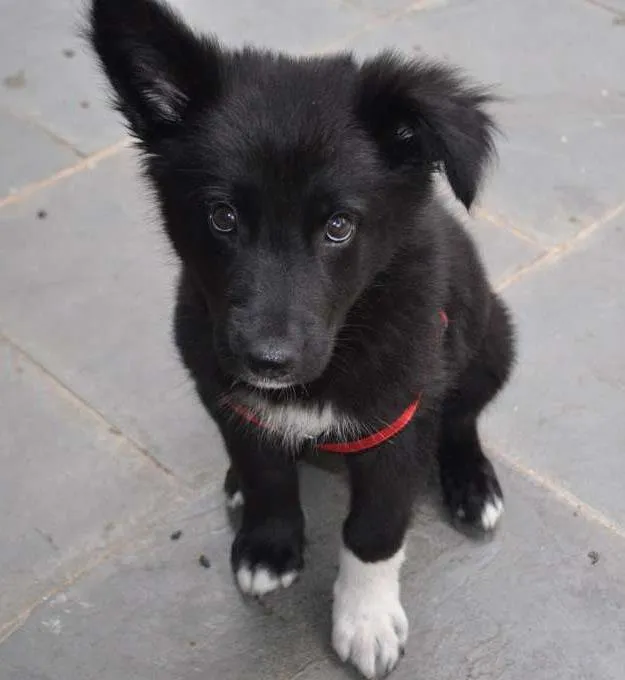 Cachorro ra a Border Collie mix Pastor Alemão idade 2 a 6 meses nome Chope
