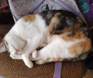 Gato raça vira lata idade 7 a 11 meses nome pintada