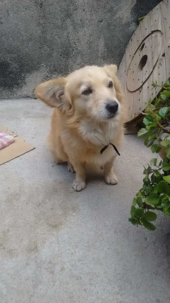 Cachorro ra a Mestiço idade 5 anos nome Adoção- bob