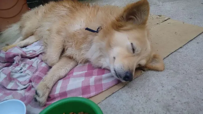 Cachorro ra a Mestiço idade 5 anos nome Adoção- bob