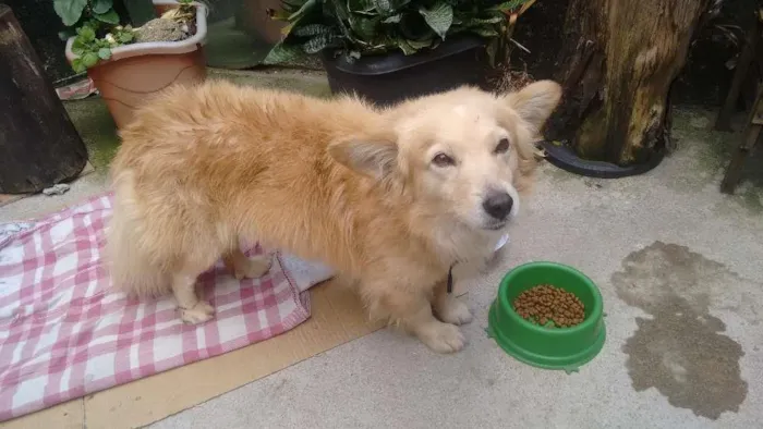Cachorro ra a Mestiço idade 5 anos nome Adoção- bob