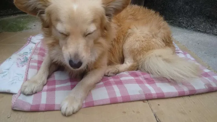 Cachorro ra a Mestiço idade 5 anos nome Adoção- bob