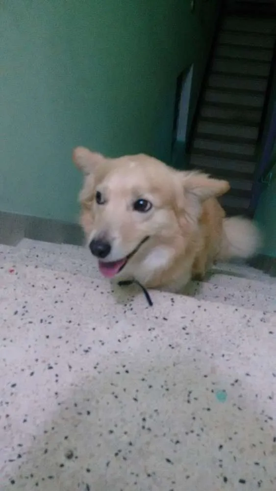 Cachorro ra a Mestiço idade 5 anos nome Adoção- bob