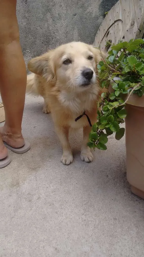Cachorro ra a Mestiço idade 5 anos nome Adoção- bob