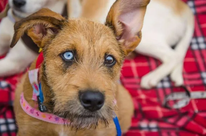 Cachorro ra a SRD idade 7 a 11 meses nome Beliza Bowie