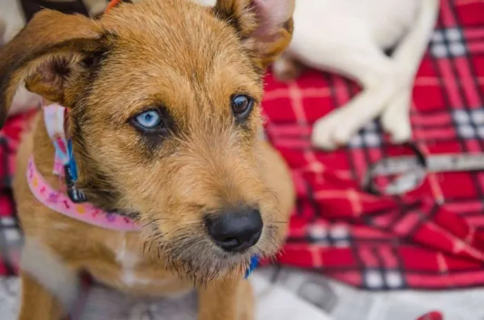 Cachorro ra a SRD idade 7 a 11 meses nome Beliza Bowie