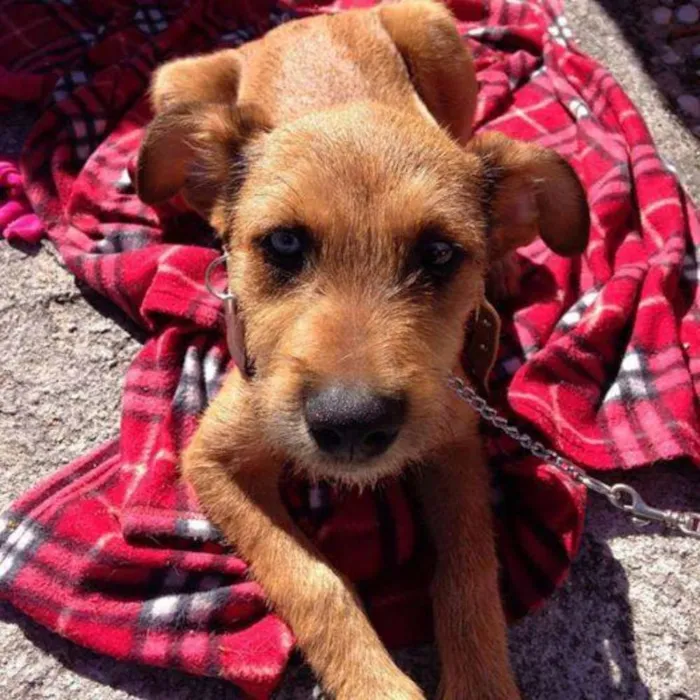 Cachorro ra a SRD idade 7 a 11 meses nome Beliza Bowie