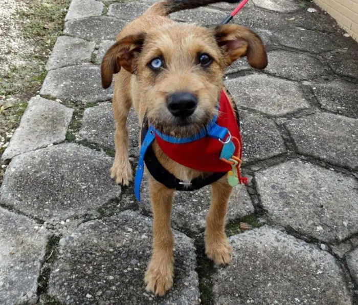 Cachorro ra a SRD idade 7 a 11 meses nome Beliza Bowie