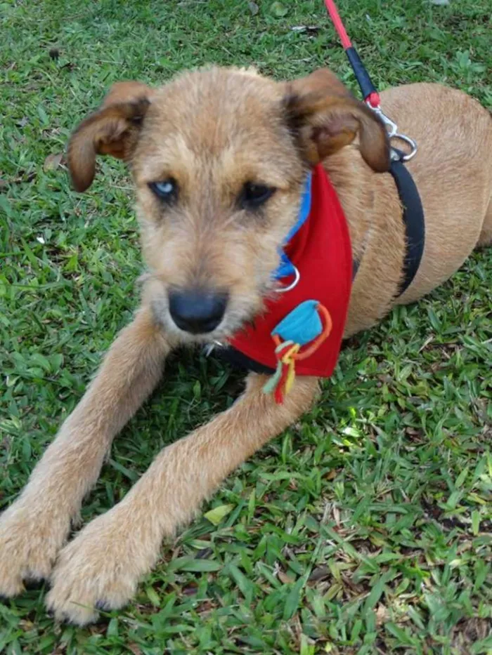 Cachorro ra a SRD idade 7 a 11 meses nome Beliza Bowie