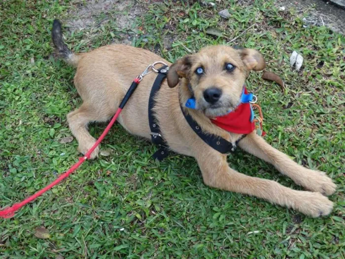 Cachorro ra a SRD idade 7 a 11 meses nome Beliza Bowie