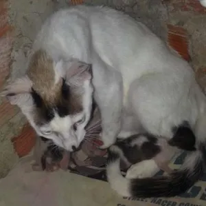 Gato raça branca idade 2 a 6 meses nome rubi