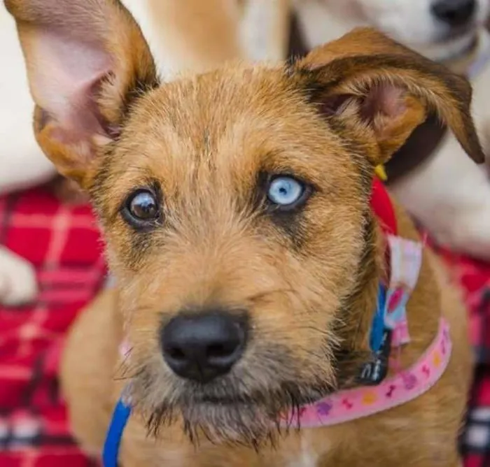 Cachorro ra a SRD idade 7 a 11 meses nome Beliza Bowie