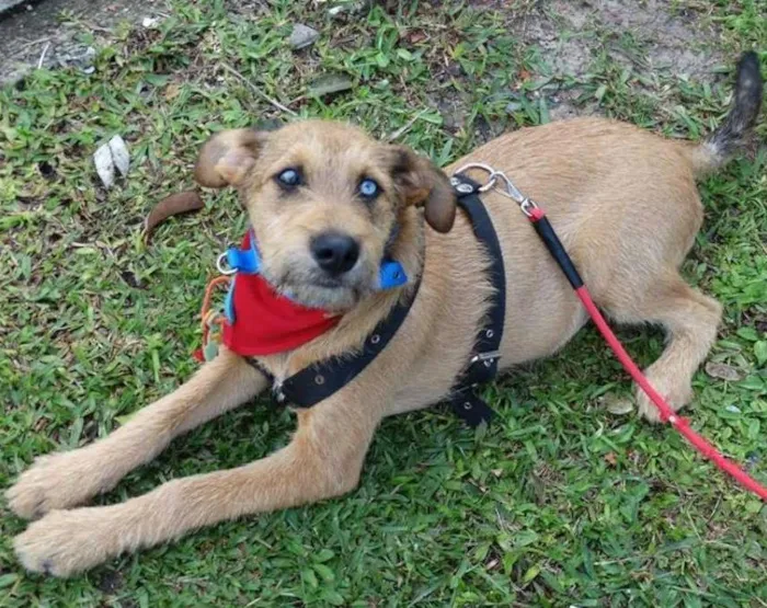 Cachorro ra a SRD idade 7 a 11 meses nome Beliza Bowie