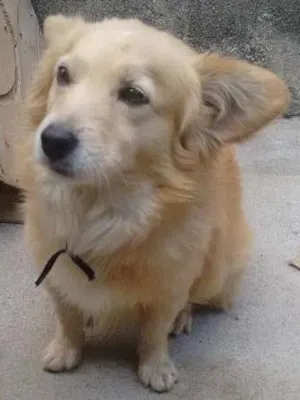 Cachorro raça Mestiço idade 5 anos nome Adoção- bob