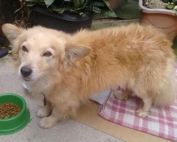 Cachorro ra a Mestiço idade 5 anos nome Adoção- bob