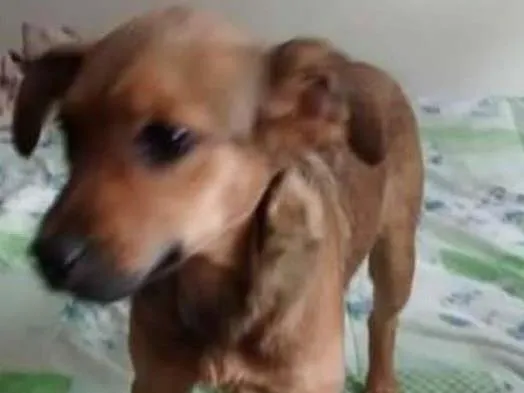 Cachorro ra a SRD idade 2 a 6 meses nome July