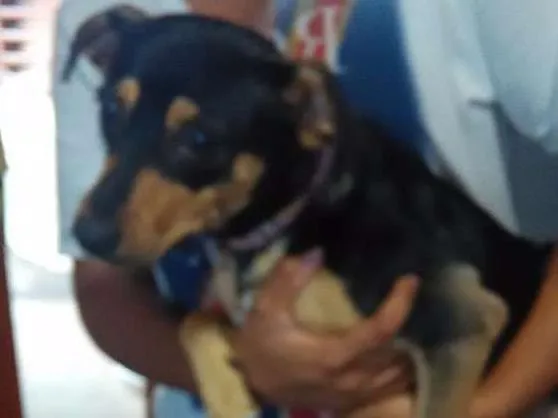 Cachorro ra a Vira lata idade 1 ano nome Granola