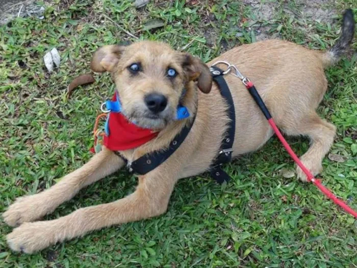 Cachorro ra a SRD idade 7 a 11 meses nome Beliza Bowie